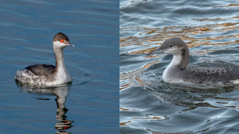 Apariție spectaculoasă pe lacul Colibița! Două specii rare în Europa, vedetele „mării de la munte”